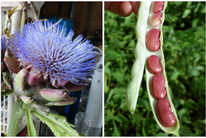 Вы поразитесь, узнав, как эти плоды выглядят на грядках!