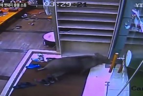 Кабан ворвался в корейский ресторан и устроил погром