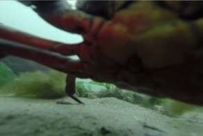 Последние кадры случайно найденной камеры GoPro