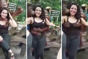 Ничто человеческое орангутанам не чуждо