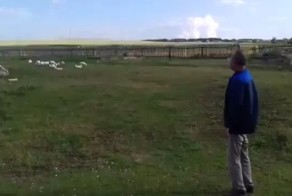 Вот так гуси слушаются своих хозяев!