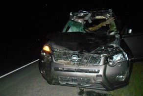 Под Тюменью автомобиль сбил лося