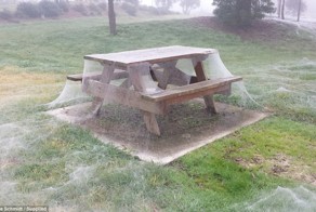 В Австралии гигантская стая пауков захватила парк, спасаясь от наводнения