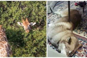 14 фотографий, которые поставят ваш мозг в тупик