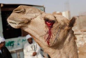 Самый крупный верблюжий рынок в Африке