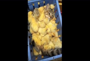 Счастливый кот спрятался в куче цыплят