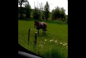 Когда из металлического у тебя не только подковы, но и сердце! Конь-металист отрывается под Pantera