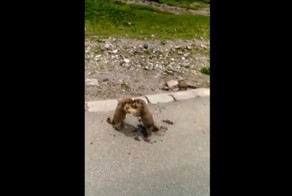 Жестокую драку двух сурков сняли на видео