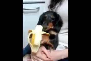 Эта такса жующая банан заставит вас улыбнуться
