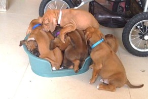 Выводок этих милых щенков пытается одновременно уместиться на крохотной лежанке