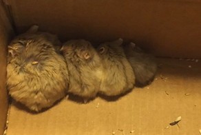 Игроки Pokemon GO спасли 27 брошенных животных