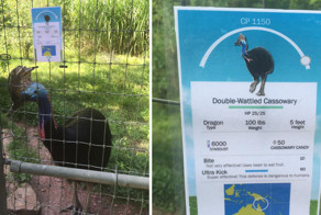 Работница зоопарка поддалась моде и оформила информацию о животных в стиле Pokemon GO