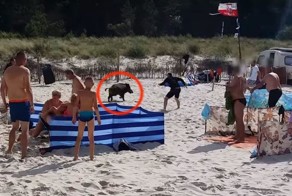 Отдыхающие на пляже испугались появившегося из моря... кабана!
