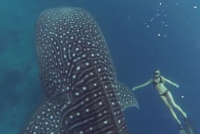 Завораживающее купание с гигантской китовой акулой