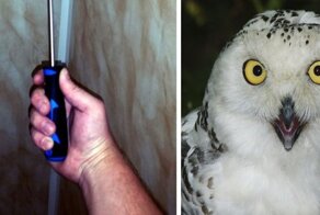 Как жена и теща купили крестовую отвертку