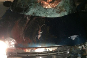 Мужику в машину залетела олениха