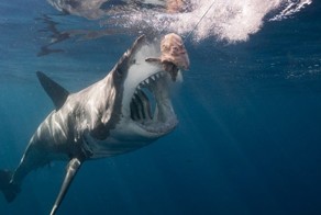 Дайвер из Флориды обнаружил самую большую белую акулу в мире