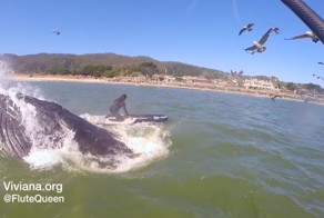 Горбатый кит выпрыгнул из воды в сантиметрах от девушки, катающейся на доске