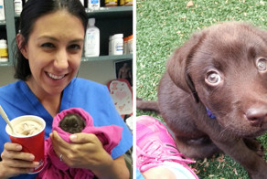 Ветеринарная медсестра спасла жизнь обреченному щенку лабрадора