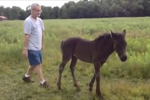 А ну-ка, не прекращай чесать!