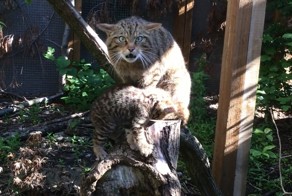 Дикая шотландская кошка с котенком