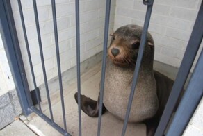 В Австралии в женском туалете на кладбище обнаружили спящего морского котика