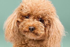 Собаки до и после стрижки