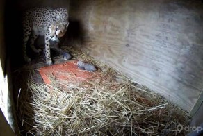 Самка гепарда воспитывает пятерых детенышей в зоопарке Метро Ричмонд в Вирджинии. Как они появились на свет? Посмотрите здесь!