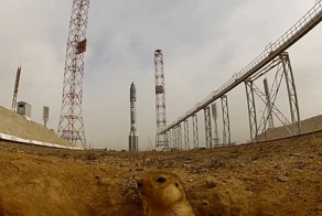 Космодром "Байконур" нравится сусликам
