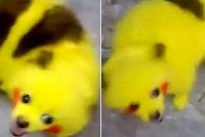 Ловец покемонов перекрасил свою собаку под Пикачу