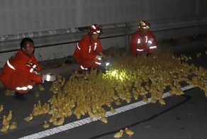 Грузовик с утятами попал а ДТП