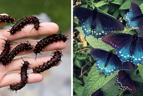 Биолог разводит бабочек у себя в саду