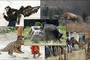 13 вызывающих эмоции фото животных, "кусающих" людей