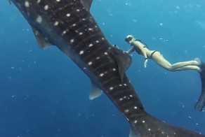 Завораживающий танец гигантской китовой акулы и девушки