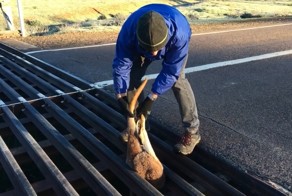 Спасение кенгуру из западни