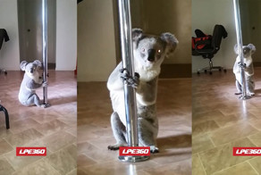Коала танцевала на шесте, пока хозяйки не было дома