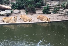 Львы охотятся на цаплю в амстердамском зоопарке