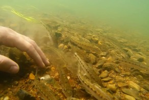 Пескари в небольшой речке