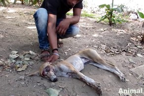 Волонтеры спасли уличную собаку