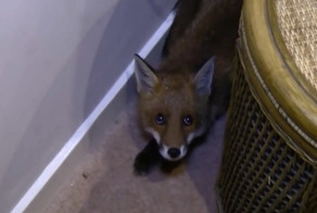Лисёнок забрался в частный дом