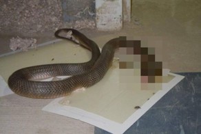 Крупный «улов» липких ловушек для насекомых