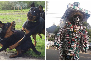 30 забавных картинок и гифок, недавно выловленных в Сети