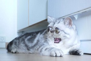 Удивленный кот по кличке Герман