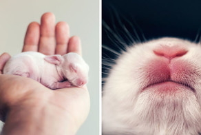 Осторожно, разрыв мимиметра: фотосессия новорожденного кролика