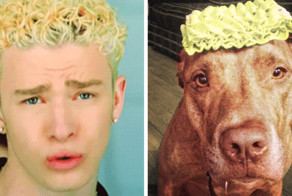 Забавный аккаунт в Twitter, который найдет каждому двойника среди собак