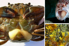 Действительно странные паразиты, в существование которых отказываешься верить