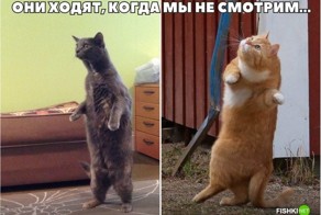 20 фотографий, доказывающих, что кошки медленно превращаются в людей