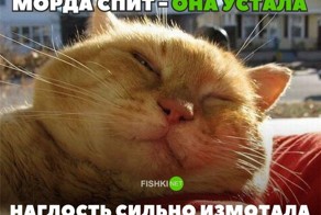 30 позитивных картинок, которые скрасят ваш рабочий день