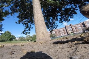 Сам себе режиссер: белка украла камеру и сняла документальный фильм о своей жизни