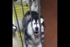 Маламут, который может спать где угодно